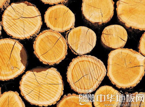 东北亚木业交易中心即将亮相【第十八届中国国际地面材料及铺装技术展览会】